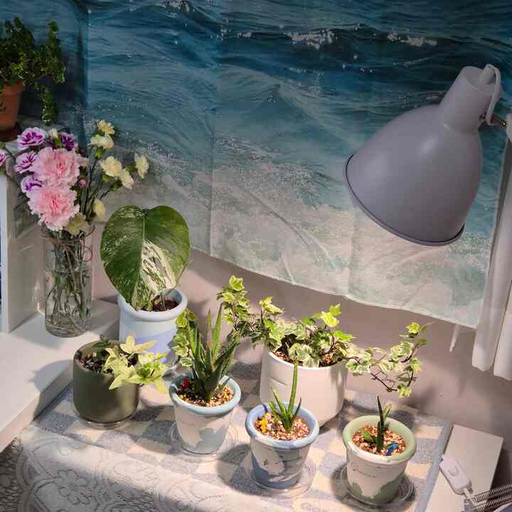 #ftc15기이야기 #우리집포토존

こんにちは！すみません˶˙ᵕ˙）

今日は私たちの家の植物ゾーンを見せようとしています。
私は私の過去の初心者執事の頃から
どのように変化したのかゆっくり見てください！