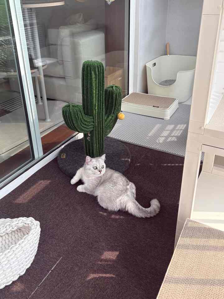 キャットタワー 2x4［7色］を使ったコーディネート 3