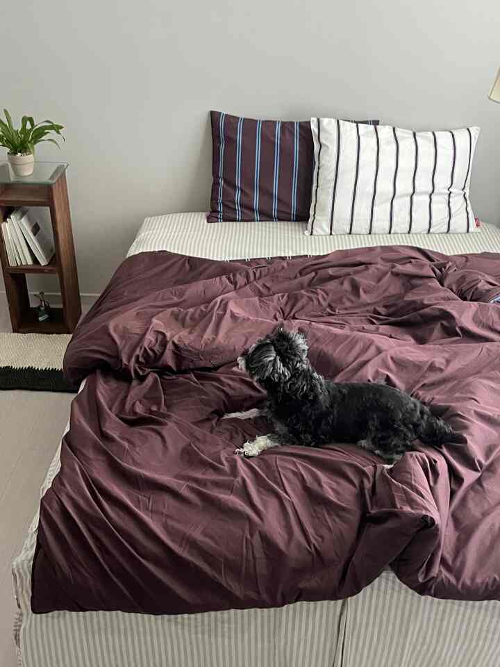 Cozy bedroom with white walls, natural wood nightstand, purple bedding, and a pet dog lying on the bed