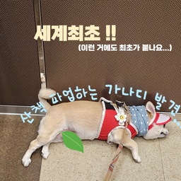 집에서 쉬느라 제일 바쁜 강쥐,,, 🐶 🤦‍♀️
산책 5분하고 엘리베이터에서 뻗은 달이 사진보고
친구가 만들어줬어요🤣🤣🤣
#집에서제일바빠 #콘수프기록 #맞팔 #무더위
