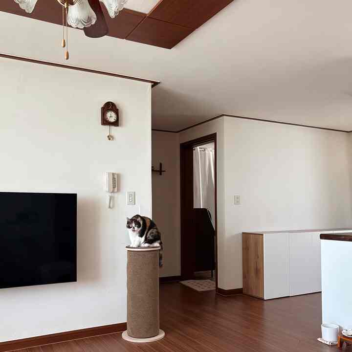 ナチュラルカラーのリビング、中央にキャットスクラッチャーの上に猫が座る落ち着いた雰囲気のインテリア