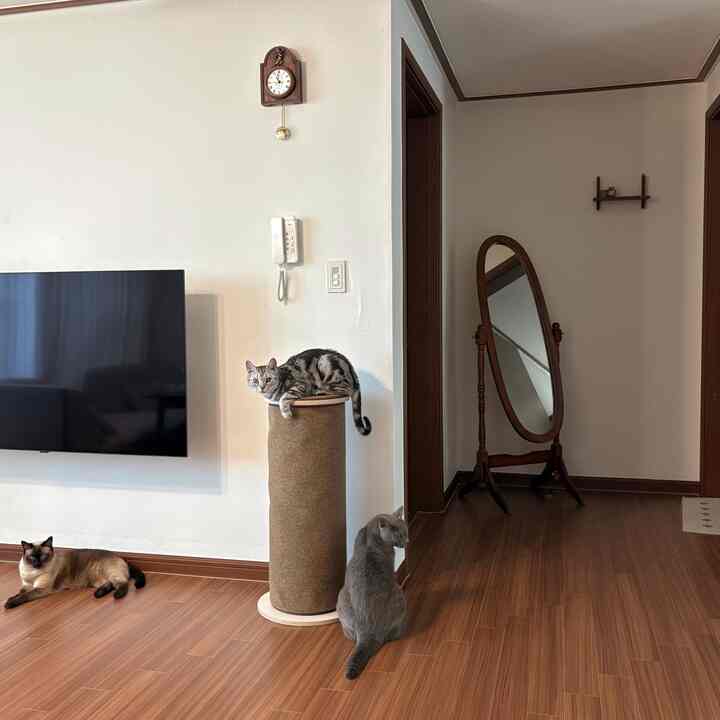 木目調の床と壁のリビング、三匹の猫が爪とぎと床におり、木製フレームの全身鏡とアンティーク風の壁掛け時計が配置された落ち着いた空間