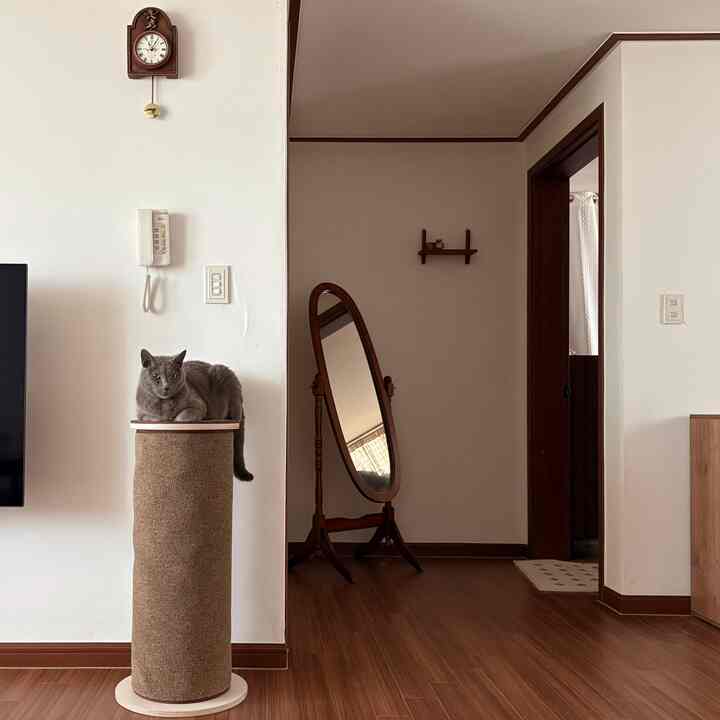 ブラウンの木目調の床と柱型の爪とぎの上に座るグレーの猫がいるシンプルなリビング、自然な雰囲気