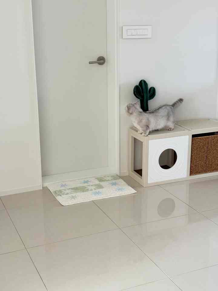A clean, white and beige-toned small space featuring a cat on a pet house, minimal and tidy atmosphere