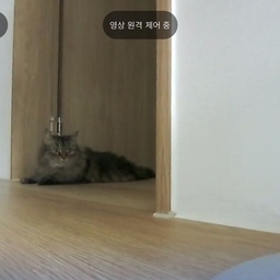 #오늘의우리집 #콘수프기록 #콘수프
최근 구매한 #나르왈 #로봇청소기 
영상촬영모드가 넘 잘 되어있더라구요 !
영상통화 모드도 되고, 모니터링 기능도 있고
제가 로봇청소기 게임기처럼 운전해서 
집안 곳곳 둘러볼 수도 있고 동영상 촬영도 되고 말도 시킬수도 있고
ㅋㅋㅋㅋ사람 없는 집에서 뭐하는지
냥이들 보는것도 넘 재밌어요 !! 
반려동물 키우는 분들께 넘 좋은 기능인것 같아요
#나르왈로봇청소기 #로봇청소기추천 #나르왈프레오 #나르왈프레오z10울트라 #로청 #로청추천 #고양이 #고양이가있는집 #거실인테리어 #거실 #안방 #안방인테리어