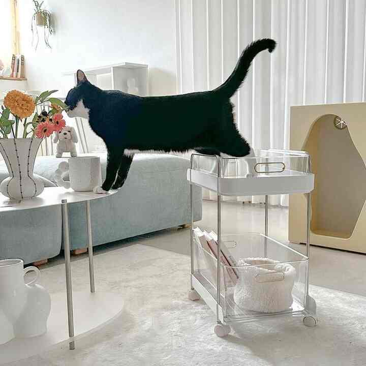 White and transparent toned living room featuring a two-tier acrylic trolley and a cat, simple and modern atmosphere