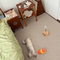 고양이 #호텔같은우리집
어서오세요, 고양이호텔 개달리입니다.
그리고 저는… 이곳의 영혼 없는 직원, 집사에요 😊
지금부터 개달리호텔을 소개합니다!
먼저 Check-in은 침실부터 시작됩니다(정중)
췤췤… 들어오시죠🐾
커몬!!!
 #고양이 #고양이인테리어 #집사인테리어 #집사 #고양이집사 #냥테리어 #펫테리어 #펫가구 #반려동물 #반려동물인테리어 #먼치킨 #집사일상 #집사의집 #다묘 #다묘집사 #침실인테리어  #침대 #거실 #강마루 #폴리싱타일 #우드인테리어 #러그 #털안뭍는이불 #냉감이불 #여름이불 #여름침구 #침구 #고양이침대 #스크래쳐 