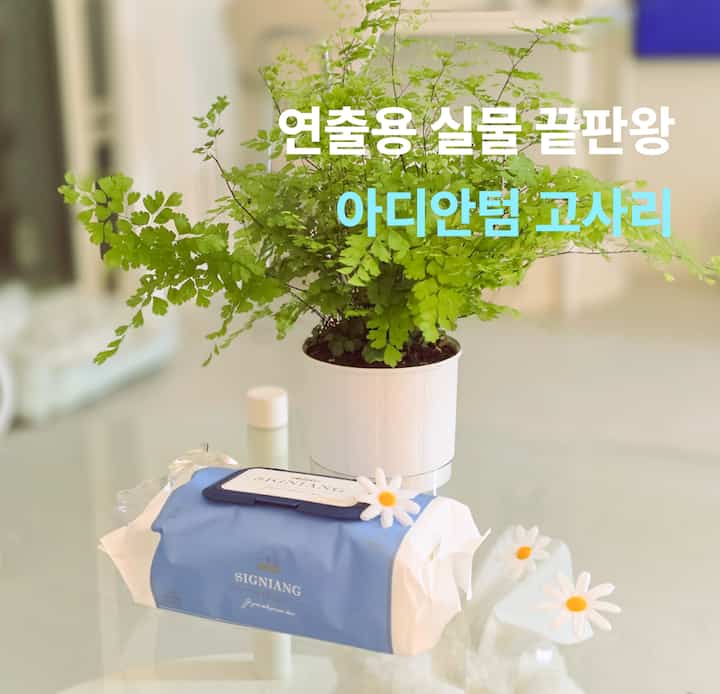 ＃かわいいテム最高の3番 
「演出用植物エンドプレート王、アディアンタムシダ」

食卓の上に置いただけなのに風景が変わりました。普通のティッシュも写真の中で特別に見えるようにする力がありますね。


＃アディアントムシダ＃シダ＃猫の家＃無毒性植物＃ペットフレンドリー＃屋内植物＃花粉飾り＃テーブルデコ＃リビング小道具＃インテリア小道具＃植物インテリア＃小物インテリア＃フォトゾーンを飾る＃テーブルスタイリング