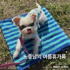 
안녕하세요, 디자이너 이토치 입니다.
24절기 중 처서를 기점으로 더위가 사라진다는 '처서 매직'
올해는 아닌가? 했는데 나름 더위가 한풀 꺾인거 같아요.

그래도 아직 더운 여름, 8월의 마지막 주말을 즐길 수 있도록
느좋남 이토치의 휴가룩, 여름 추천템 제안드립니다.

#내돈내산 #콘수프기록 #ftc12기이야기 #강아지랑사는집
#강아지 #반려동물 #프리랜서디자이너 #디자인 #인테리어 #공간큐레이션 #소품 #강아지리드줄 #하네스추천 #강아지크롭탑 #수건 #테토


