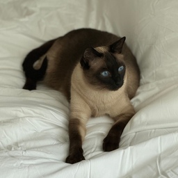 #우리집무드보드 
1. 우리집 마스코트 고영희는 제일 첫번째로 넣어야죠😽
사람을 좋아하고 무엇이든 관심이 많은 개냥이라, 우리집 모델로 일등공신 활약중입니다
2. 사진찍기좋아하는 6살 공주언니도 저희집 예쁨무드를 담당하고 있어요👧🏻
3.가드닝도 좋아하지만 식물감성사진도 너무 좋아해요✨ 
4.그 외 제가 좋아하는 저희집 무드사진들 담아보았어요😍
#침실인테리어 #호텔침구 #분위기조명 #분위기맛집 #식집사 #식물데코 #식물등 #식물추천 #수저받침 #예쁜수저받침 #유아책상 #이케아키즈 #이케아책상 #루이스폴센 #루이스폴센판텔라 #주방인테리어 #주방소품 #키친랙 #브레빌 #브레빌콤비 #컵추천 #물컵추천 #듀라렉스 #주방인테리어 #모던하우스 #맞팔환영