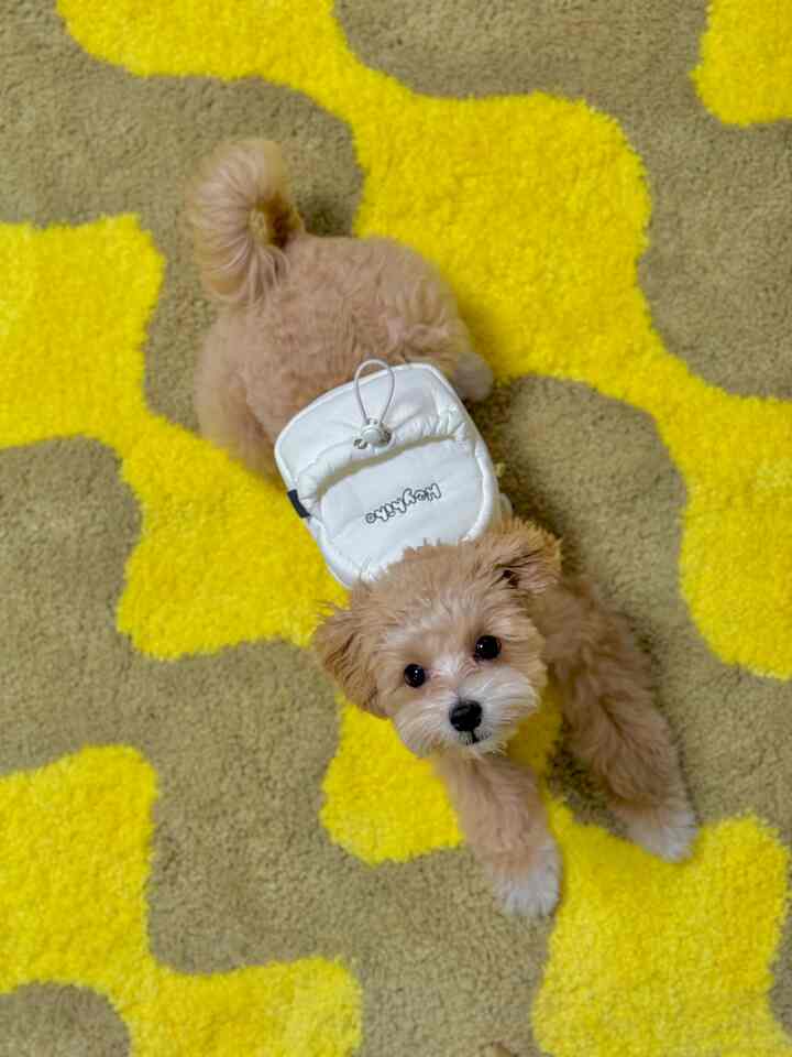 黄色と茶色のラグの上に白い服を着た犬が座っている、かわいらしい室内の雰囲気