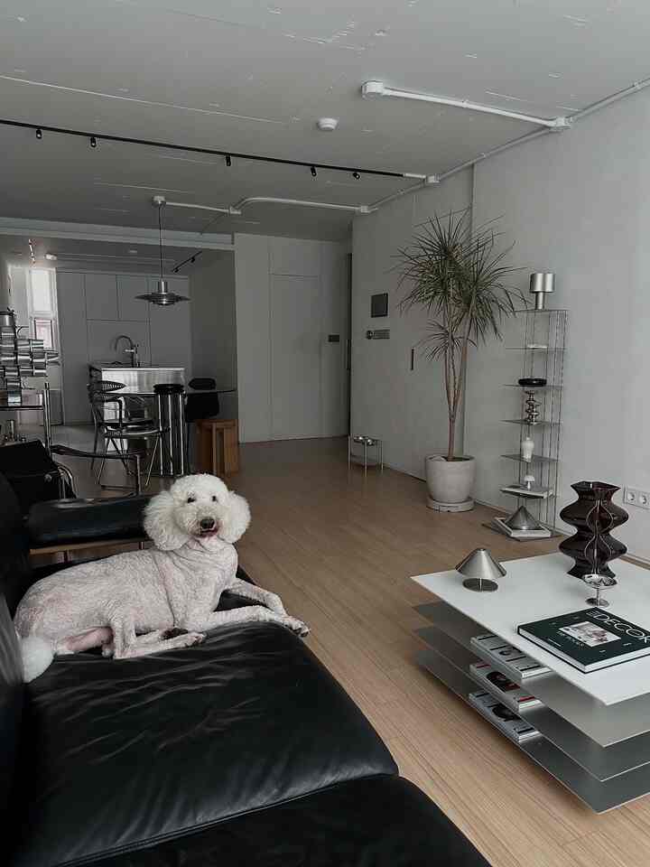 ブラックレザーのソファに犬が座り、ウッドトーンの床と白い壁が調和するモダンなリビングルーム