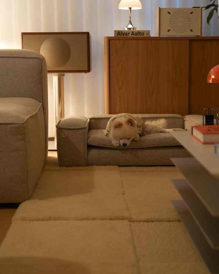 ベージュとナチュラルトーンのリビング、ソファベッドで眠る犬、柔らかなラグが配置された雰囲気のあるモダンなインテリア