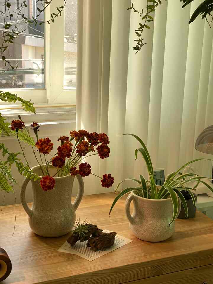 #가을담은우리집

🫧秋の花瓶🫧

秋にぴったりの花瓶を聞きました🍁

それはアベクラネイチャーの花瓶です。

最近の道でたくさん見えます
秋の色味いっぱいの濃いマリーゴールドとパチパチ 
オフホワイトの花瓶は
どんな秋の花を入れてもエレガントになると思います。

高級感満載の柔らかなライン感に 
両側のハンドルは装飾美をさらに引き立ててくれて
まるでヨーロッパで花瓶を空輸してきたように 
素敵さがいっぱいです💛

しかも遊戯ですが
タッチ感が感じられる質感パターンのおかげで、オシャレさはMAX！
このような自然な感じは無条件です

アベクラネイチャーの花瓶きれいなことは分かったけど実物見たらもっと惚れますよ！
水差しの植物さえもとてもきれいに入れる花瓶です。

もうすぐ工具期間なので、他の花瓶も見に行かなければなりません😁
あなたがきれいな花瓶の最低価格を購入する医者を持っているなら
走ってください💚

きれいなのはいつも楽しいです🍁

🌱10/27(月)-30(木)工具予定
🌱9つの花瓶の最低価格ツール

🏷️
こんにちは 
@_aveclanature_  #아베크라네이처화병 #플랜테리어 #꽃꽂이 #planterior #homedecor #홈데코 #예쁜화병 