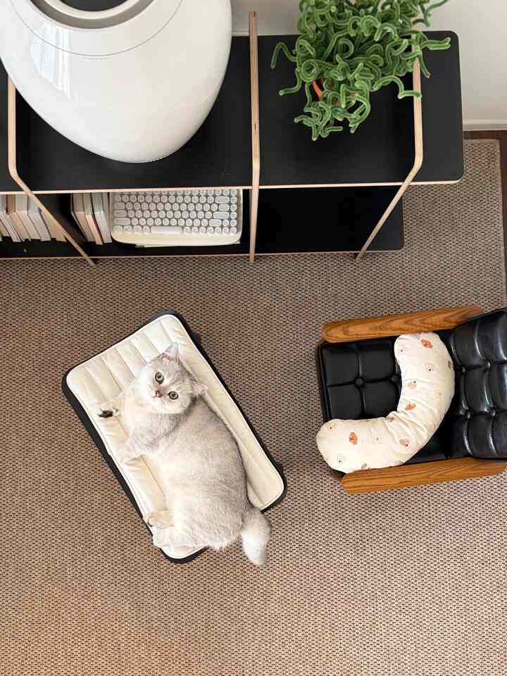 ブラウン調のリビング、中央にペットベッドと猫が配置された温かみのある雰囲気のインテリア
