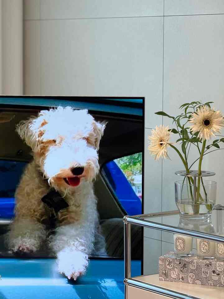 明るいベージュとゴールドの空間、透明な花瓶に花が飾られたモダンなサイドテーブルとテレビ画面に犬が映る清潔感のあるインテリア