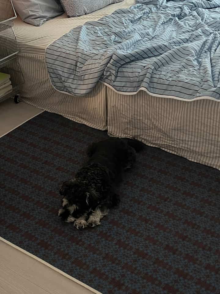 ブラウンとブルーの色調の寝室、ストライプの寝具とダークブラウンのラグの上に犬が横たわる雰囲気のある空間