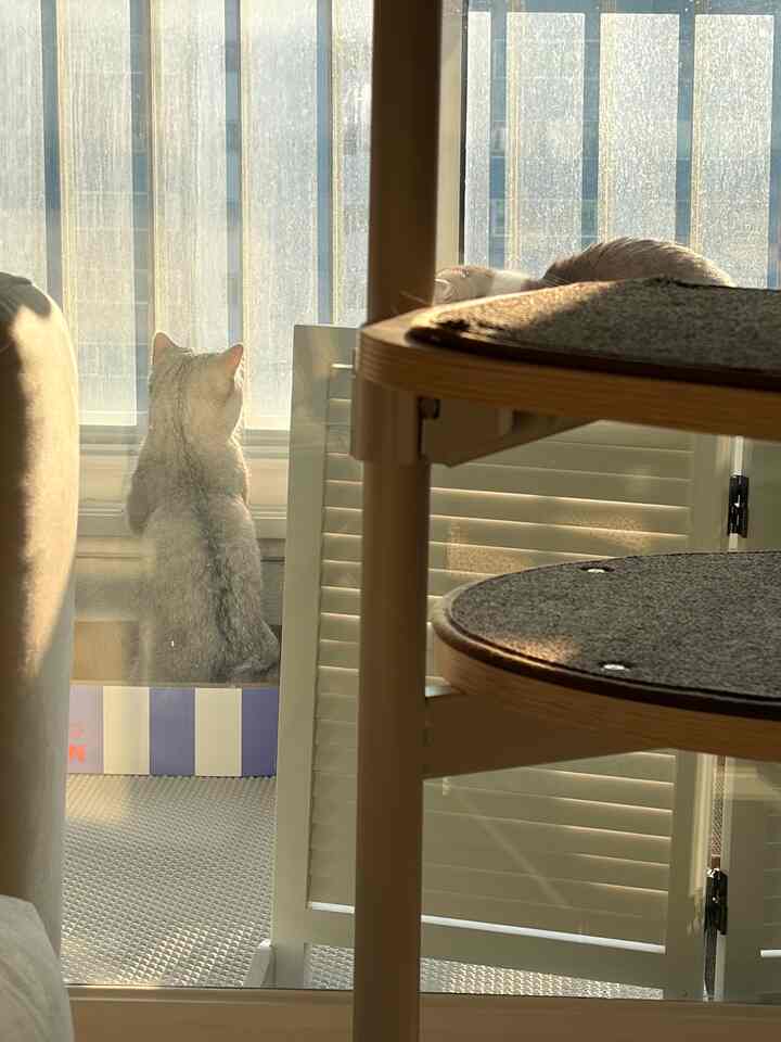 明るいモノトーンのリビング、窓辺に座る猫とキャットタワーが配置された雰囲気のあるインテリア