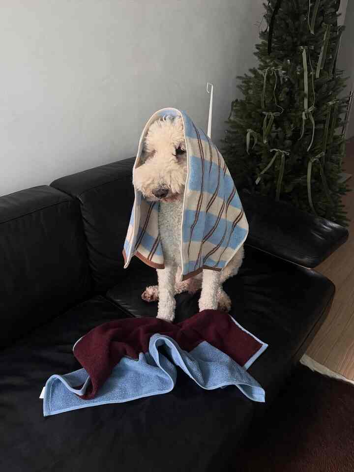 黒いソファに座り、青いチェック柄のタオルを頭にかけた白い犬がいるリビングルームの空間