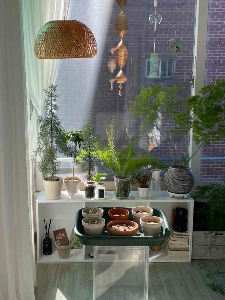 ＃コンスープ記録集＃今日の私たちの家1

🌷チューリップ球根を植える🌹

球根を植えた記録ですよ🌱
チューリップの様々な、水仙、ヒヤシンス 

🌱球根を植える方法
1.球根の皮をむく
 （皮があるとカビが咲きやすくて剥がすのが好きです
  うまくいかない子供たちは無理で脱いで私はただ植えます😁）
2.鉢植えの床に卵石を敷く
3. 土を植木鉢の半分塗り
4.球根植え（尖ったものが慰め）
5. 土塗り（球根の先のとがった部分を少し見せる）
6.水サイクル

終わり！

そんなに球根のハンサン姿は終わりました😁🌷

花の形と色が変わったときにも神がありました。
すべての絵を想像すると、すでに気分がいいです。

私たちは一緒に球根を植えて春に一緒に見ますよ😎🤟🏽🌷
。
。
。
＃球根植物＃チューリップ＃植民地時代＃プランテリア＃プランテーション＃ホームガードニング＃ベランダガードニング＃ベランダガーデン＃ベランダ庭園＃チューリップ球根＃ガードニング用品 