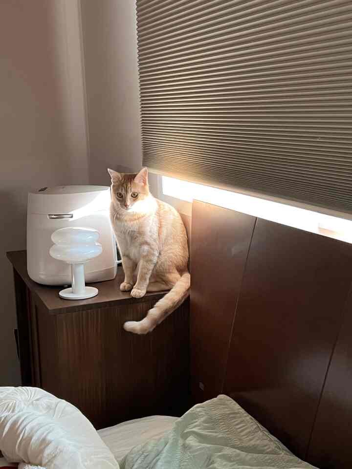 Cozy bedroom with brown furniture and white bedding, featuring custom honeycomb blackout blinds on the window and a cat sitting on a wooden cabinet