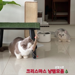 크리스마스 냥템 3가지
이번에 2025년 마지막 궁팡 사냥해왔어요
#크리스마스에진심인편 #고양이 #냥테리어 #펫테리어 #고양이장난감 #궁팡 #고양이장난감리필 #타일카페트 #캣배드 #고양이해먹 #고양이침대 #모서리스크래쳐 #고양이장난감추천 #고양이장난감정리 #츄르르스토어 #위드미어캣 #마이미누 #사루루 #고양이넥카라 #넥카라 #넥케이프 #고양이옷 #막대장난감 #폴리싱타일 #화이트벽지 #블랙인테리어 #미니의자 