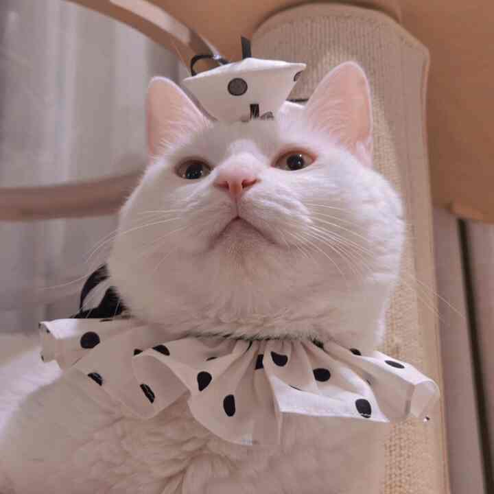 白い猫とベージュのキャットタワーが配置された可愛らしいペットスペース