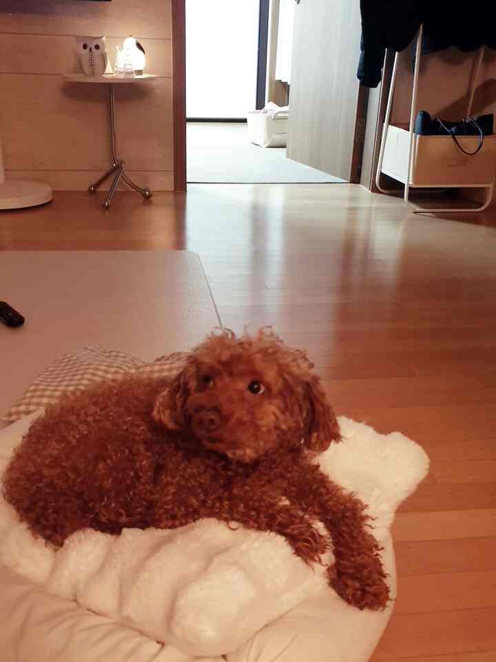 ナチュラルカラーと木目調のリビング、クッションとペットマットの上でくつろぐ犬がいる雰囲気のあるインテリア