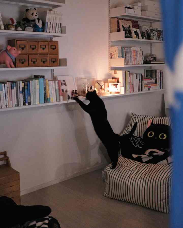 モノトーンの落ち着いた色調のホームオフィス空間で、猫がソファと棚を探検する印象的な小さな部屋