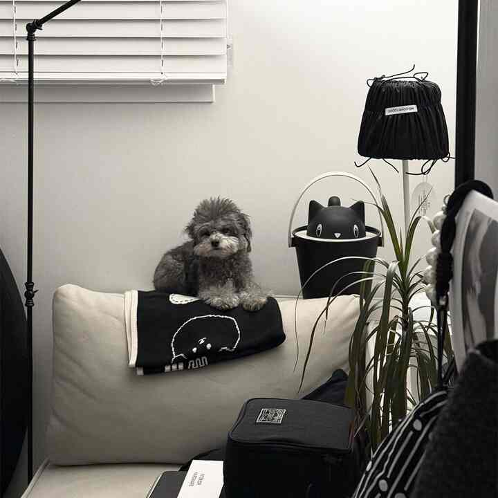 Monotone living room featuring a white sofa with a small dog sitting on it, presenting a simple and clean interior