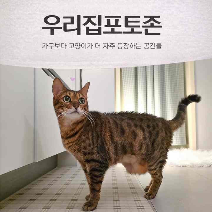 意図して作ったフォトゾーンが正しいです。
そして猫がいなければ、私の家の写真は何か寂しいです😂

だから、写真をアップロードしてみると
毎回猫が抜けずに登場したんですよ。
ある方はそうでした。
「え？これはレビューさん、家の猫だ！」笑

そのくらいの家の写真に猫が頻繁に出てきて、
今は猫がいないカットがより見慣れた感じになるほどです。

じっと考えてみるとフォトゾーンが別件かと思いました。
猫が座ったところ、
それはただ私の家のフォトゾーンです。

だからそう整理してみました。
猫がいる場所= #우리집포토존 。


