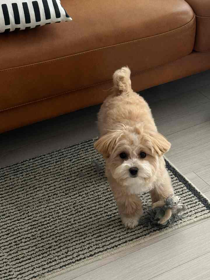 Living room with natural brown sofa and rug featuring a pet dog, creating a warm cozy atmosphere