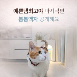 #예쁜템최고야  #콘수프기록집 
예쁜템최고야 마지막편은 봄봄액자예요.
계절이 바뀔 때마다 소품을 바꾸는 건 부담이 되지만, 액자는 생각보다 간단하게 분위기를 바꿔줘요.
큰 가구를 들이지 않아도 벽 한 면이 달라지면 공간 전체 인상이 달라져요.
저희 집에서 실제로 쓰고 있는 액자들 위주로 정리해봤어요.
