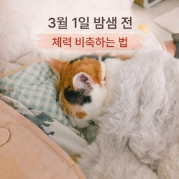마지막 #오늘의우리집 은
하루 종일 뒹굴었던 주말이에요.
3월 1일 밤샘 작업이 예정돼 있어서
괜히 밖에 나가지도 않고 체력부터 모았어요.
귀요미 옆에 끼고, 담요 덮고, 그냥 쉬는 날이요.
가끔은 이런 날이 제일 필요하더라고요.
#콘수프기록집
