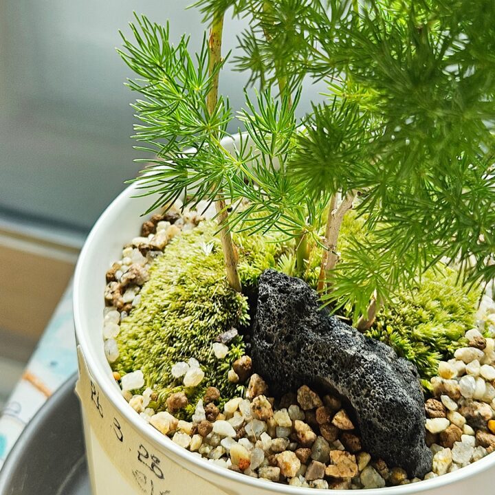 short form carousel card thumbnail