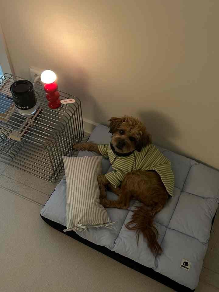 ベージュの壁と青い寝具がある寝室の一角で、犬が青いペットベッドの上に横たわり、赤いテーブルランプが金属棚の上に置かれている印象的な空間