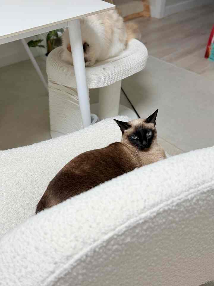 #今日の私の家

軽い
静かな午後 
子供たちが好きなスペース🤍
休憩時間きれいな人

＃猫家事家屋＃コンスープ記録屋＃カット＃ホームカフェ＃猫屋敷＃構築インテリア＃構築アパートのインテリア＃ソファ＃猫のインテリア 