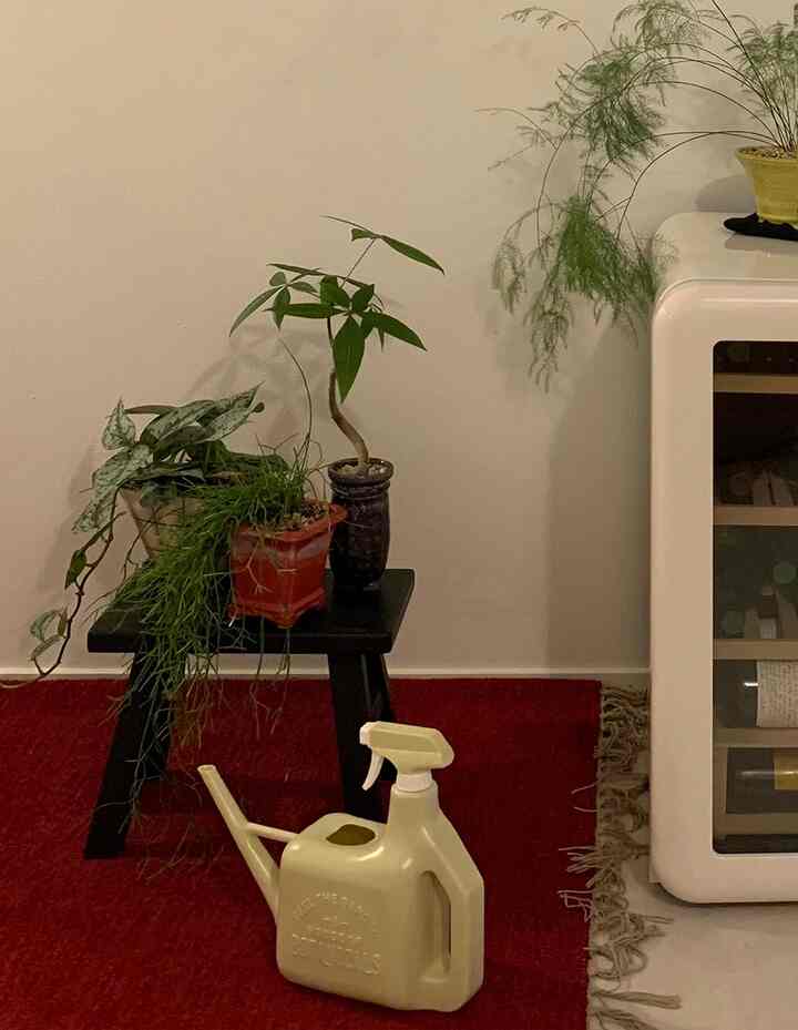 私たちの家のインテリアの確実なポイントになる
植物絞りをご紹介します✨