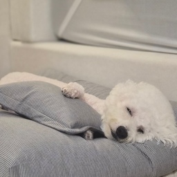 #오감리뷰셀렉션프로그램을통해제품을제공받아직접사용하고스타일링한후기입니다 
우리숑숑이 침대생겼어요 무야호😚😚
#쉬오트컴포트카밍베드에  잠며드시는 
숑숑이를 보고계십니다.