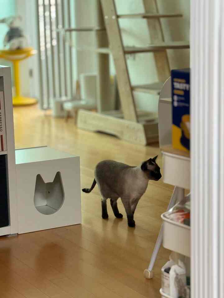 #インテリアノウハウ

猫三匹と暮らしてみると猫家具が一つ二つ増えるようになります。
キャットタワーと息吹をどこに置くか、いつも宿題です。
本棚の横には息吹を置き、奥には上下に動ける空間を作ってくれるので、ニャンたちも家の中をかなり忙しく行き来しました。
ニャンと一緒に暮らしながら少しずつ訪れている私たちの家のインテリアノウハウですよ🐈‍⬛

＃猫の家の家＃コンスープ記録屋＃メイド＃ホームカフェ＃猫の家事＃ホワイトインテリア＃家のインテリア＃木のインテリア＃リビングルームのインテリア＃ペットテリア＃セルフインテリア＃小さな家の装飾＃家の装飾＃カラーインテリア＃リビングキッチンインテリア#ビルドインテリア 