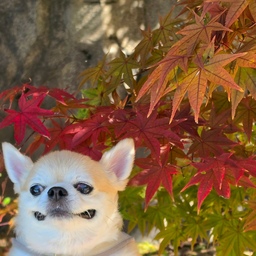달이랑 강원도 홍천 놀러왔어요 🐶 🍁 
남은 연휴도 즐겁게 보내세유!!!!
#나가놀아요 #맞팔