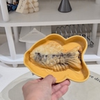 급 쌀쌀해진 날씨에 생각나는 겨울 간식 🐟🤎

밖에 나갔다가 붕어빵 발견!
찾았다, 붕세권!!! 🤣

이 냄새를 어떻게 참아요.
바로 사서 집으로 데려왔어요 ㅎㅎ

오늘의 붕어빵 플레이팅은
붕어싸만코 접시에 🐟🍦

붕어빵에 붕어 접시라니
이 조합 너무 귀엽잖아요 🤍

따끈한 붕어빵 하나에
따뜻한 커피 한 잔이면
추운 날의 작은 행복 완성 ☕

여러분은 팥붕파인가요, 슈붕파인가요?
저는 둘 다 환영입니다 🙋🏻‍♀️ㅋㅋㅋ

#붕어빵 #붕세권 #겨울간식 #붕어싸만코접시 #홈카페 #간식스타그램 #귀여운그릇 #홈스타그램 #집콕일상 #오늘의우리집 #콘수프기록집