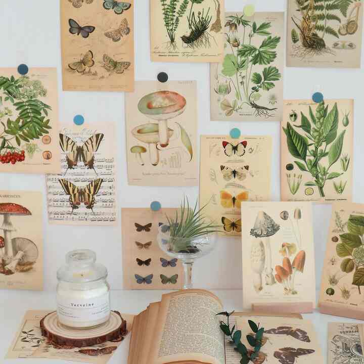 蝶々と植物 ポストカード 30枚セット