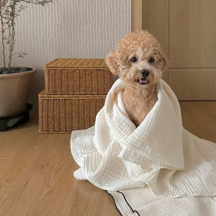 無地 コットン ブランケット［2色・2サイズ］