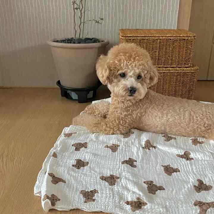 ベット用 ブランケット［2サイズ］