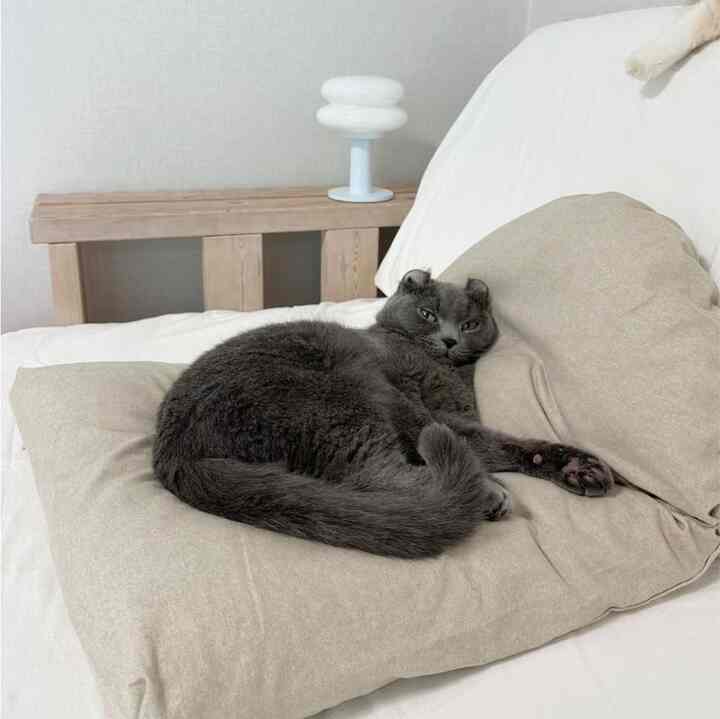 【中身付き】ペット クッション［2色・2サイズ］