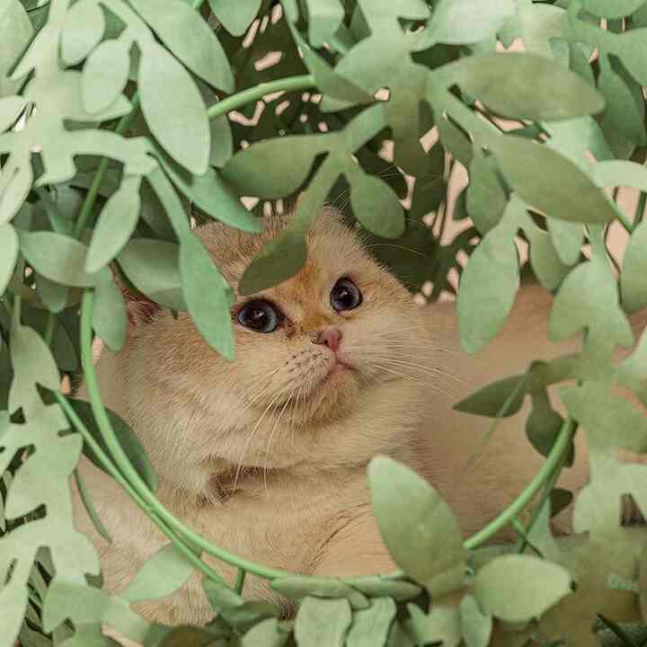 Cat Bush キャットハウス