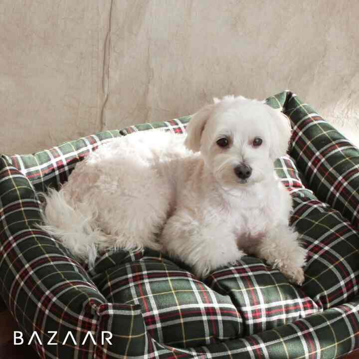 チェック ペットベッド