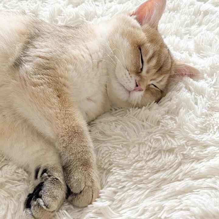 TOUCH ME 円形 シャギーラグ［5色・4サイズ］