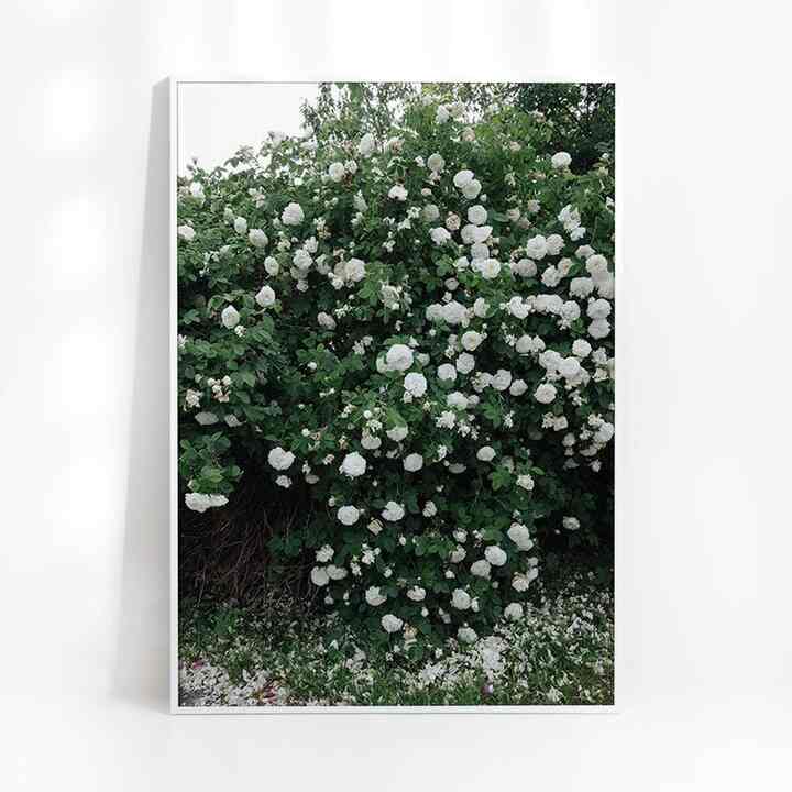 【フレーム付き】White Rose ポスター［8色］